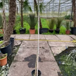 Erythrina Caffra - Pot Ø 26 Cm [pallet]