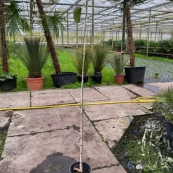 Bauhinia Purpurea - Pot Ø 27 Cm [pallet]