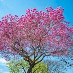 Tabebuia Impetignosa - Pot Ø 28 Cm [pallet]