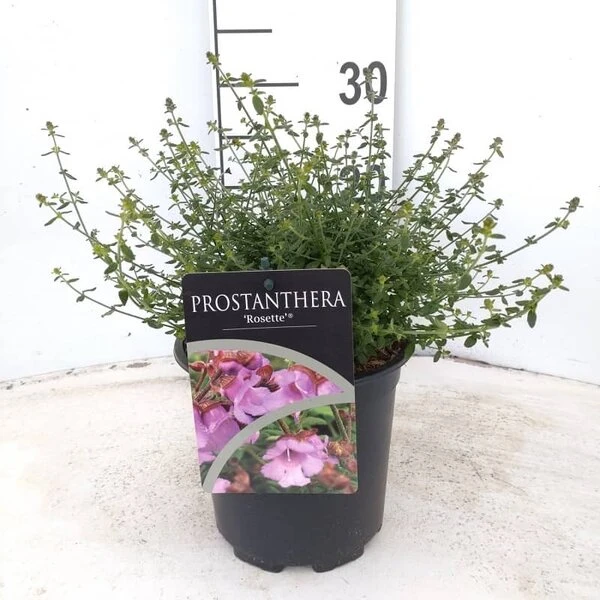 Prostanthera Rotundifolia Rosette - Pot Ø 17 Cm 1 Prostanthera Rotundifolia Rosette - Pot Ø 17 Cm
