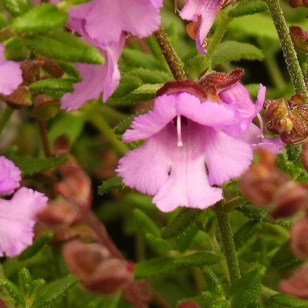 Prostanthera Rotundifolia Rosette - Pot Ø 17 Cm 2 Prostanthera Rotundifolia Rosette - Pot Ø 17 Cm - Afbeelding 2