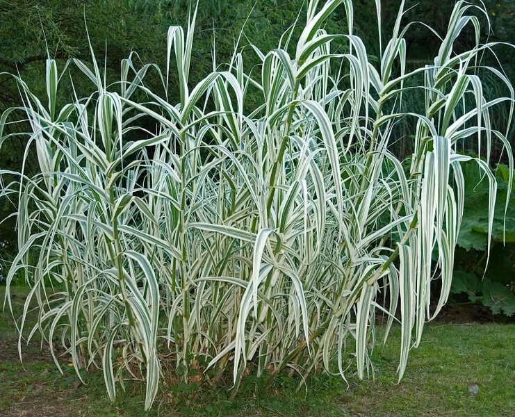 Arundo Donax Variegata Compact Ely - Pot Ø 19 Cm 1 Arundo Donax Variegata Compact Ely - Pot Ø 19 Cm