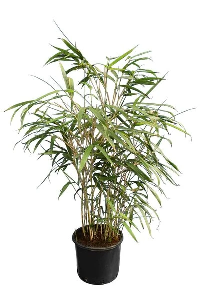 Pseudosasa Japonica - Pot 10 Ltr 2 Pseudosasa Japonica - Pot 10 Ltr - Afbeelding 2