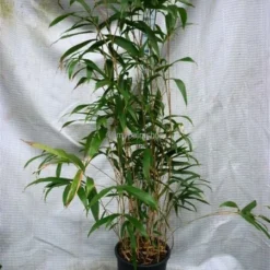 Pseudosasa Japonica - Pot 10 Ltr 6 Pseudosasa Japonica - Pot 10 Ltr -Aanbiedingen Boom Licht Winkel 1976226594
