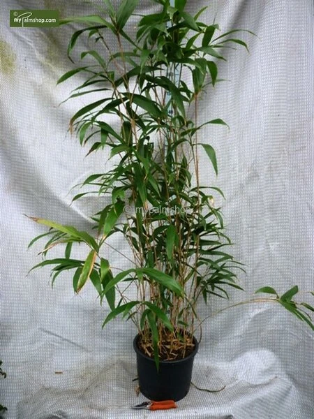 Pseudosasa Japonica - Pot 10 Ltr 3 Pseudosasa Japonica - Pot 10 Ltr - Afbeelding 3