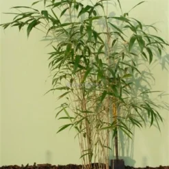 Pseudosasa Japonica - Pot 10 Ltr 7 Pseudosasa Japonica - Pot 10 Ltr -Aanbiedingen Boom Licht Winkel 1976226597