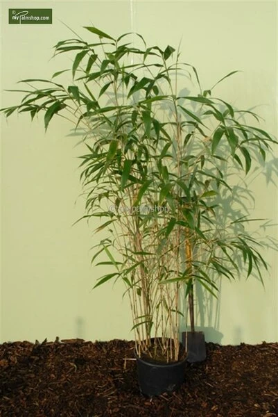 Pseudosasa Japonica - Pot 10 Ltr 4 Pseudosasa Japonica - Pot 10 Ltr - Afbeelding 4