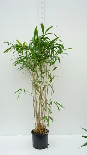 Pseudosasa Japonica Tsutsumiana - Pot 10 Ltr 2 Pseudosasa Japonica Tsutsumiana - Pot 10 Ltr - Afbeelding 2