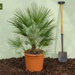 Chamaerops Humilis - Stam 10-20 Cm - Totale Hoogte 100-120 Cm - Pot Ø 32 Cm 7 Chamaerops Humilis - Stam 10-20 Cm - Totale Hoogte 100-120 Cm - Pot Ø 32 Cm -Aanbiedingen Boom Licht Winkel 1976309535
