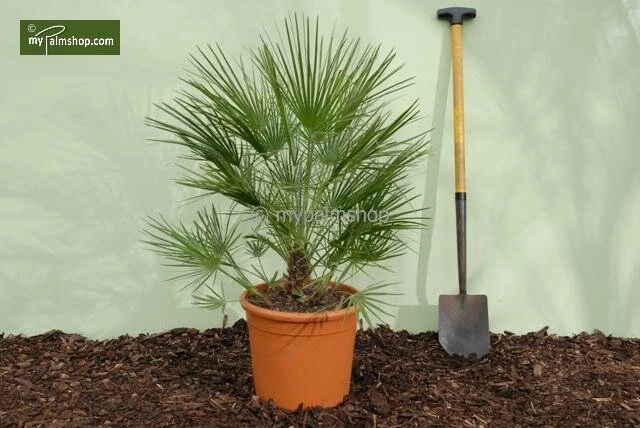 Chamaerops Humilis - Stam 10-20 Cm - Totale Hoogte 100-120 Cm - Pot Ø 32 Cm 3 Chamaerops Humilis - Stam 10-20 Cm - Totale Hoogte 100-120 Cm - Pot Ø 32 Cm - Afbeelding 3