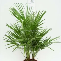 Chamaerops Humilis - Stam 10-20 Cm - Totale Hoogte 100-120 Cm - Pot Ø 32 Cm 8 Chamaerops Humilis - Stam 10-20 Cm - Totale Hoogte 100-120 Cm - Pot Ø 32 Cm -Aanbiedingen Boom Licht Winkel 1976309538