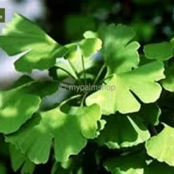 Ginkgo Biloba 10 Ltr [pallet] -Aanbiedingen Boom Licht Winkel 1978142940