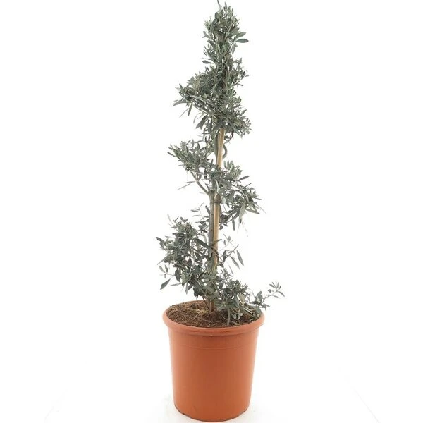 Olea Europaea Spiraal - Totale Hoogte 130-150 Cm - Pot Ø 35 Cm 1 Olea Europaea Spiraal - Totale Hoogte 130-150 Cm - Pot Ø 35 Cm