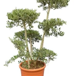 Olea Europaea - Bonsai - Totale Hoogte 140-160 Cm - Pot Ø 40 Cm [pallet]