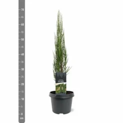 Juniperus Scopulorum Blue Arrow - Pot 3 Ltr -Aanbiedingen Boom Licht Winkel 1979078499