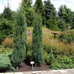 Juniperus Scopulorum Blue Arrow - Pot 3 Ltr -Aanbiedingen Boom Licht Winkel 1979078511