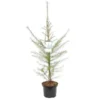 Larix Decidua - Totale Hoogte 100-120 Cm - Pot 5 Ltr