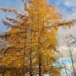 Larix Decidua - Totale Hoogte 100-120 Cm - Pot 5 Ltr -Aanbiedingen Boom Licht Winkel 1979079048