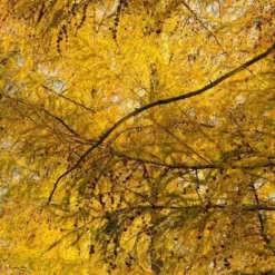 Larix Decidua - Totale Hoogte 100-120 Cm - Pot 5 Ltr -Aanbiedingen Boom Licht Winkel 1979079051