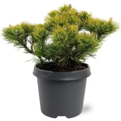 Pinus Mugo Carstens Wintergold - Pot 5 Ltr