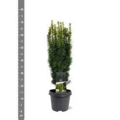 Taxus Baccata David - Totale Hoogte 70-80 Cm - Pot 5 Ltr -Aanbiedingen Boom Licht Winkel 1979131656