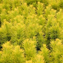 Taxus Baccata David - Totale Hoogte 70-80 Cm - Pot 5 Ltr -Aanbiedingen Boom Licht Winkel 1979131659