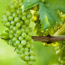 Vitis Vinifera - Pot Ø 50cm - Totale Hoogte 130-150 Cm [pallet]