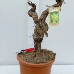Vitis Vinifera - Pot Ø 50cm - Totale Hoogte 130-150 Cm [pallet] -Aanbiedingen Boom Licht Winkel 1979327583