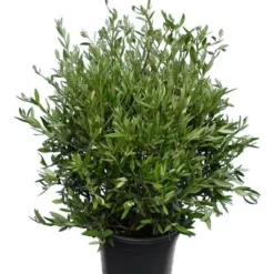 Olea Europaea - Struik - Pot Ø 40 Cm