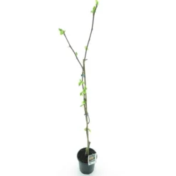 Diospyros Kaki Korea - Totale Hoogte 120-140 Cm - Pot Ø 17 Cm
