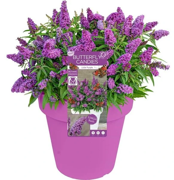 Buddleja Davidii Butterfly Candy Little Purple - Pot 3 Ltr 1 Buddleja Davidii Butterfly Candy Little Purple - Pot 3 Ltr