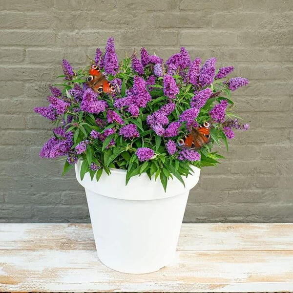 Buddleja Davidii Butterfly Candy Little Purple - Pot 3 Ltr 2 Buddleja Davidii Butterfly Candy Little Purple - Pot 3 Ltr - Afbeelding 2
