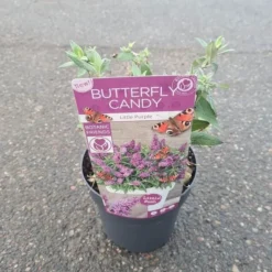 Buddleja Davidii Butterfly Candy Little Purple - Pot 3 Ltr 7 Buddleja Davidii Butterfly Candy Little Purple - Pot 3 Ltr -Aanbiedingen Boom Licht Winkel 1980160119
