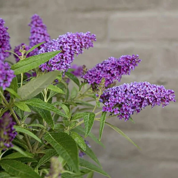 Buddleja Davidii Butterfly Candy Little Purple - Pot 3 Ltr 4 Buddleja Davidii Butterfly Candy Little Purple - Pot 3 Ltr - Afbeelding 4