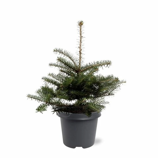 Abies Koreana - Totale Hoogte 50-60 Cm - Pot 5 Ltr 1 Abies Koreana - Totale Hoogte 50-60 Cm - Pot 5 Ltr