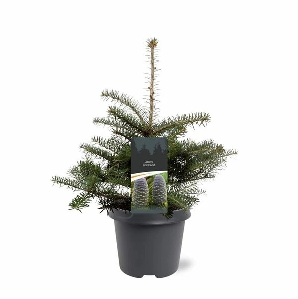 Abies Koreana - Totale Hoogte 50-60 Cm - Pot 5 Ltr 2 Abies Koreana - Totale Hoogte 50-60 Cm - Pot 5 Ltr - Afbeelding 2