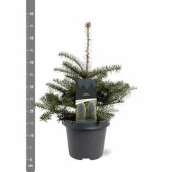 Abies Koreana - Totale Hoogte 50-60 Cm - Pot 5 Ltr 8 Abies Koreana - Totale Hoogte 50-60 Cm - Pot 5 Ltr -Aanbiedingen Boom Licht Winkel 1980914076