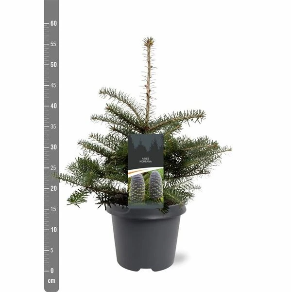 Abies Koreana - Totale Hoogte 50-60 Cm - Pot 5 Ltr 3 Abies Koreana - Totale Hoogte 50-60 Cm - Pot 5 Ltr - Afbeelding 3
