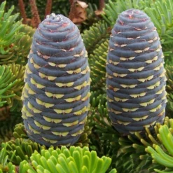 Abies Koreana - Totale Hoogte 50-60 Cm - Pot 5 Ltr 9 Abies Koreana - Totale Hoogte 50-60 Cm - Pot 5 Ltr -Aanbiedingen Boom Licht Winkel 1980914079