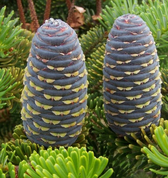 Abies Koreana - Totale Hoogte 50-60 Cm - Pot 5 Ltr 4 Abies Koreana - Totale Hoogte 50-60 Cm - Pot 5 Ltr - Afbeelding 4