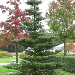 Abies Koreana - Totale Hoogte 50-60 Cm - Pot 5 Ltr 10 Abies Koreana - Totale Hoogte 50-60 Cm - Pot 5 Ltr -Aanbiedingen Boom Licht Winkel 1980914082