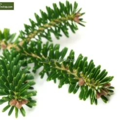 Abies Koreana - Totale Hoogte 50-60 Cm - Pot 5 Ltr 11 Abies Koreana - Totale Hoogte 50-60 Cm - Pot 5 Ltr -Aanbiedingen Boom Licht Winkel 1980914085