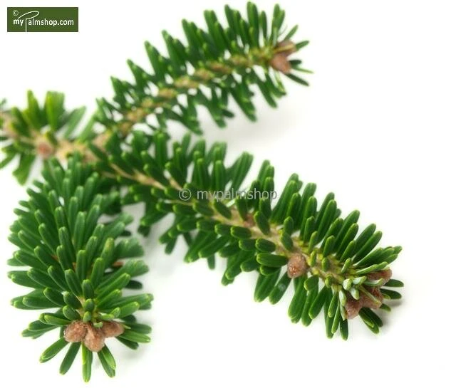 Abies Koreana - Totale Hoogte 50-60 Cm - Pot 5 Ltr 6 Abies Koreana - Totale Hoogte 50-60 Cm - Pot 5 Ltr - Afbeelding 6