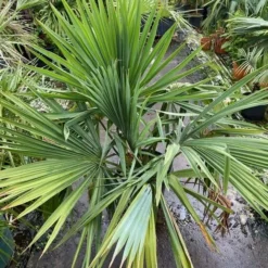 Sabal Yapa - Pot Ø 40 Cm [pallet]