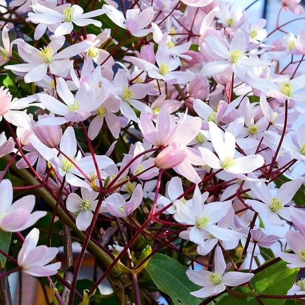 Clematis Armandii Apple Blossom - Pot 2 Ltr 1 Clematis Armandii Apple Blossom - Pot 2 Ltr