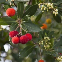 Arbutus Unedo - Totale Hoogte 60-80 Cm - Pot 8,4 Ltr -Aanbiedingen Boom Licht Winkel 1981865640