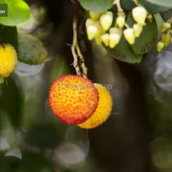 Arbutus Unedo - Totale Hoogte 60-80 Cm - Pot 8,4 Ltr -Aanbiedingen Boom Licht Winkel 1981865643
