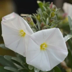 Convolvulus Cneorum - Totale Hoogte 35-45 - Pot Ø 22 Cm