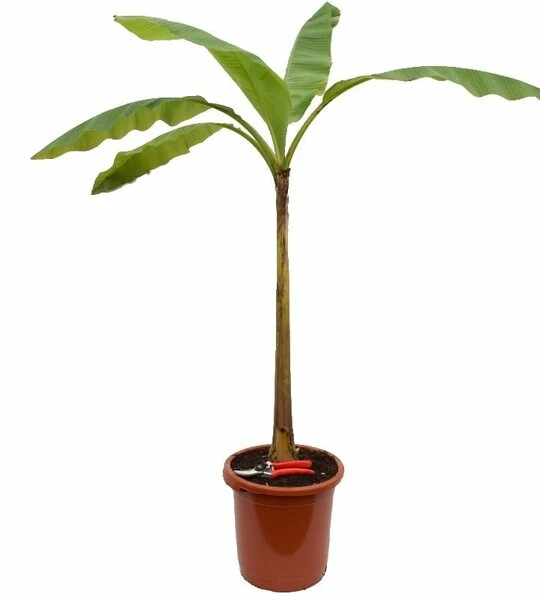 Musa Basjoo - Pot Ø 30 Cm 1 Musa Basjoo - Pot Ø 30 Cm