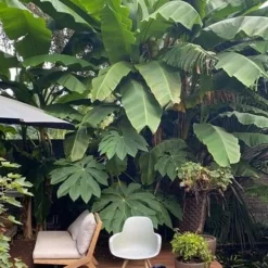 Musa Basjoo - Pot Ø 30 Cm 7 Musa Basjoo - Pot Ø 30 Cm -Aanbiedingen Boom Licht Winkel 1982085162